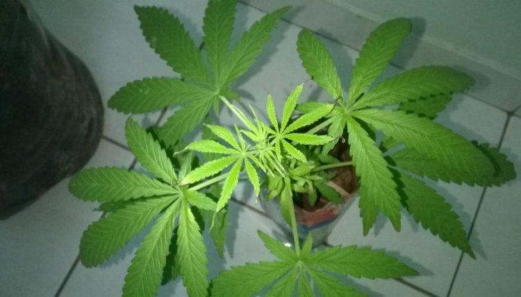 Morador de Cafelândia é preso por cultivar maconha em casa