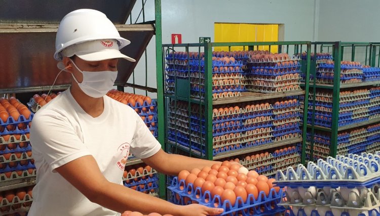 México abre mercados para ovos do Brasil