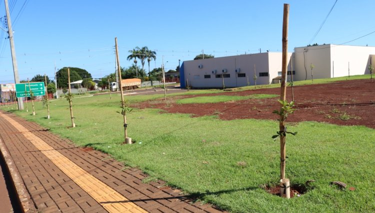 Cafelândia Implanta cidade Florida