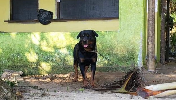 Polícia Militar é acionada por maus-tratos contra animais em Cafelândia