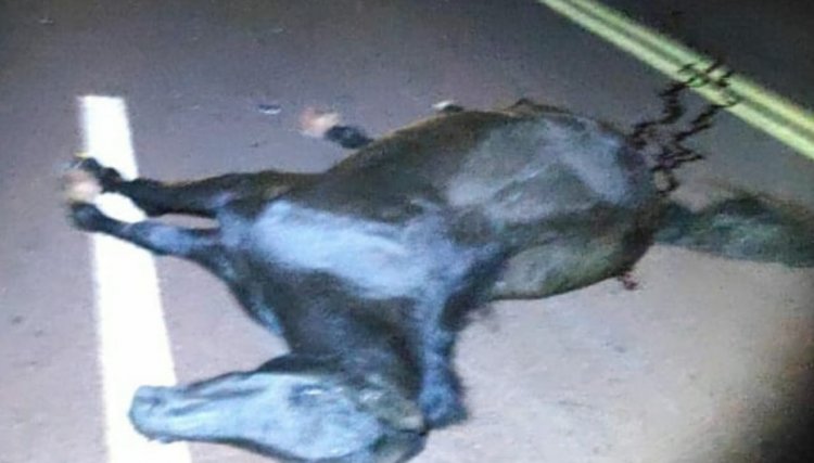 Cavalo na pista provoca acidente na PR 180 entre Nova Aurora e Palmital 