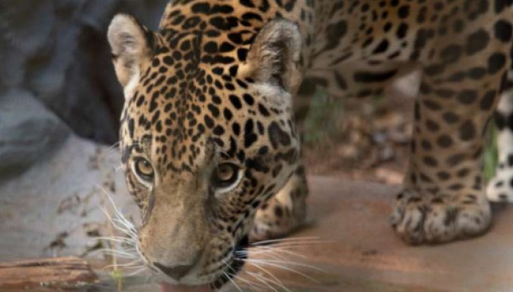 Mais de 6 mil pessoas retiraram ingresso online para visitar o Zoológico de Cascavel
