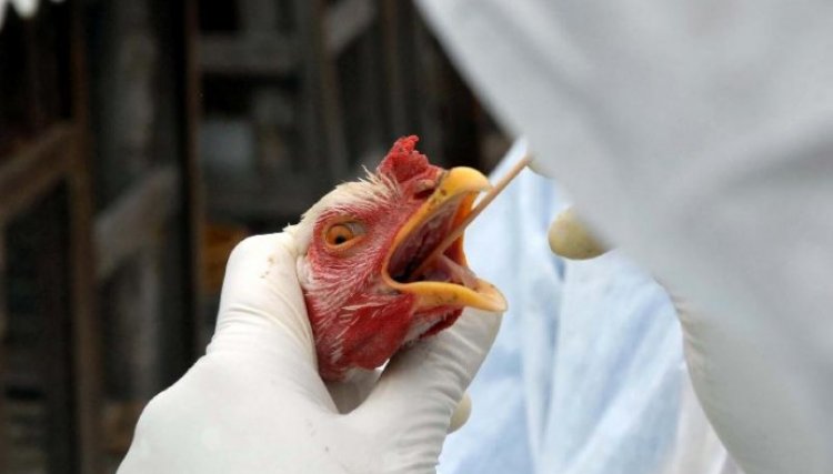 Segundo caso de gripe aviária é confirmado pelo governo da Escócia 