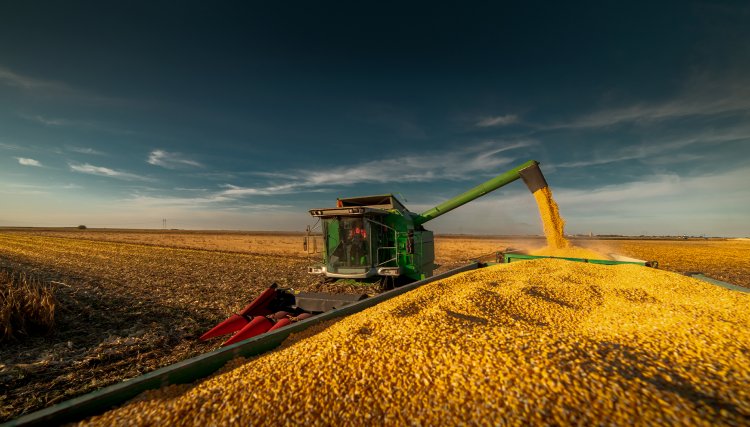 Produção nacional de milho pode bater recorde com 117 milhões de toneladas colhidas