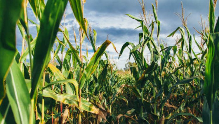 Produtores de milho e trigo comemoram chuva do fim de semana