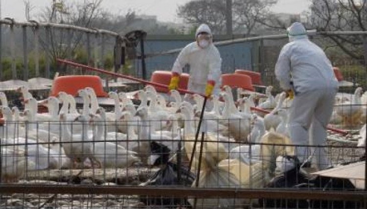 Governo francês anuncia abate de até 2,5 milhões de aves para travar gripe aviária