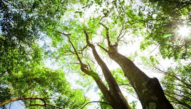 Biodiversidade é essencial para assegurar água e energia, defendem especialistas da Itaipu