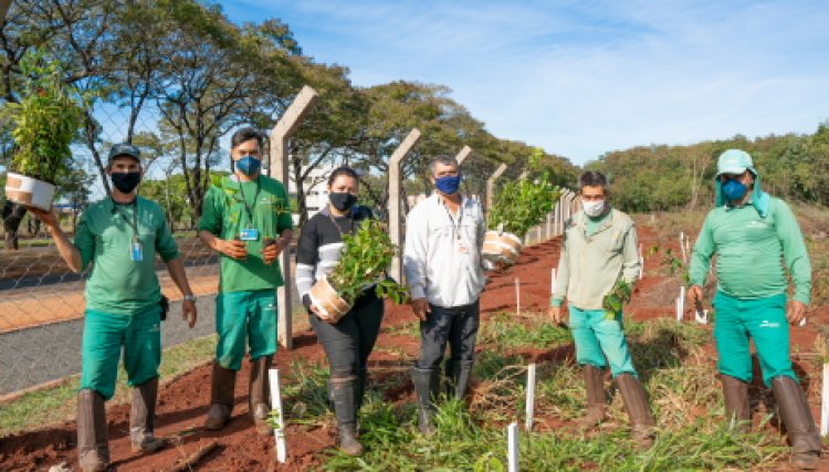 Itaipu contribui para regeneração vegetal em Foz