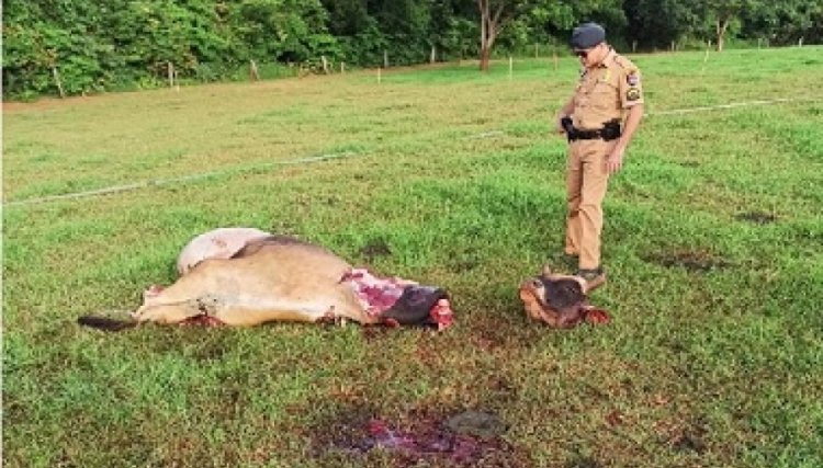 Bovino é abatido por bandidos em Tupãssi