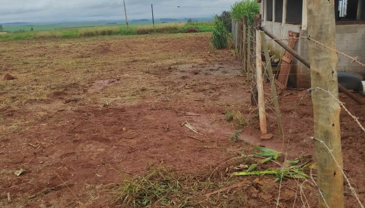 Vaca é furtada e abatida em área rural de Cafelândia