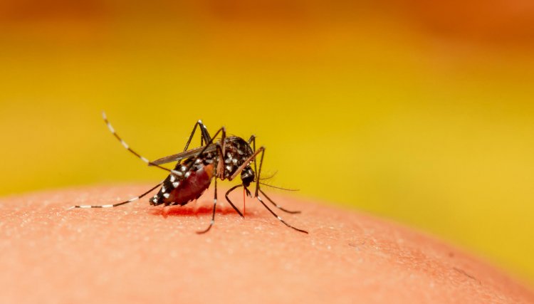 Sobe para cinco o número de mortes por dengue desde agosto no PR