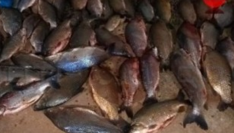 Pescadores levam multas de R$ 7,3 mil cada por quantidade excessiva de peixes 