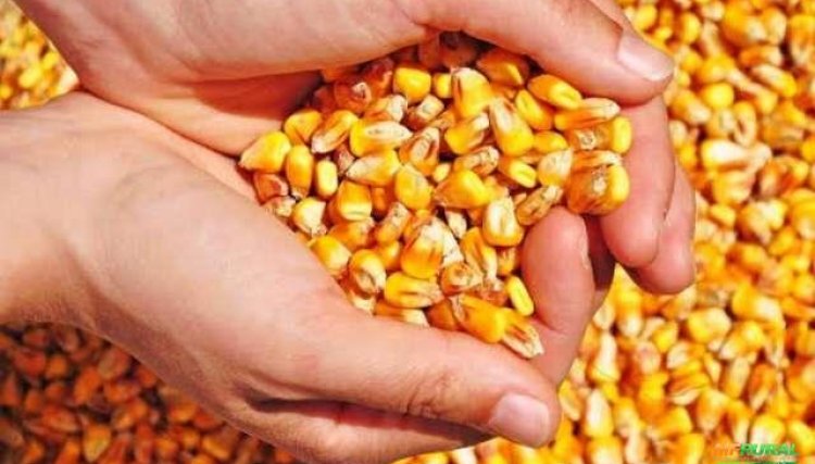 Preços recordes do milho geram alerta sobre a entrega do produto