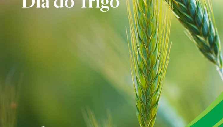 Albaugh parabeniza os produtores de trigo, pelo dia do cereal comemorado hoje 