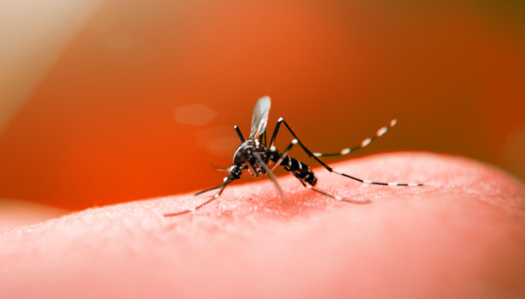 Paraná registra 7.557 novos casos e mais três óbitos por dengue