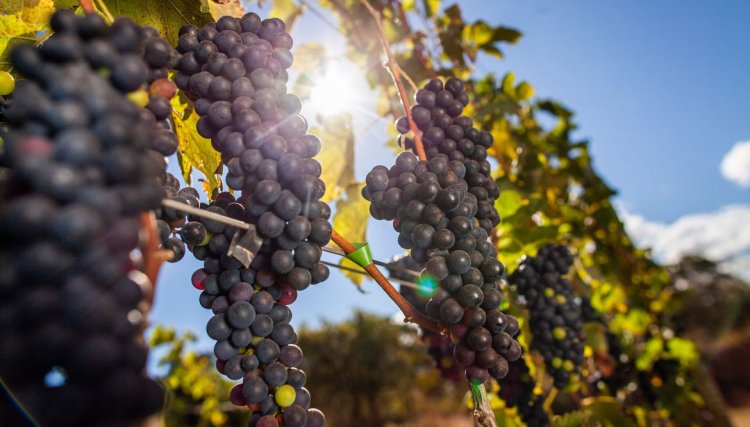 Vigilância intercepta 140 toneladas de uvas passas contaminadas