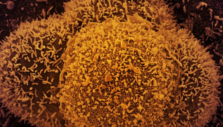 Dois casos da variante Ômicron são identificados no Brasil