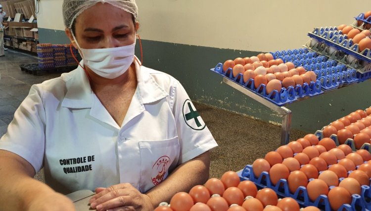 Ovo o super alimento, veja os benéficos do consumo para a saúde 