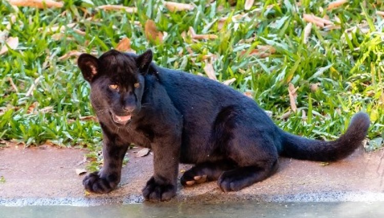 Onça-pintada do refúgio da Itaipu será a estrela do Globo Repórter desta sexta (16)