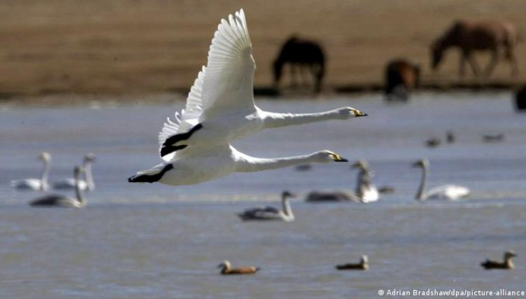 Gripe aviária em aves silvestres leva Brasil a decretar emergência zoossanitária