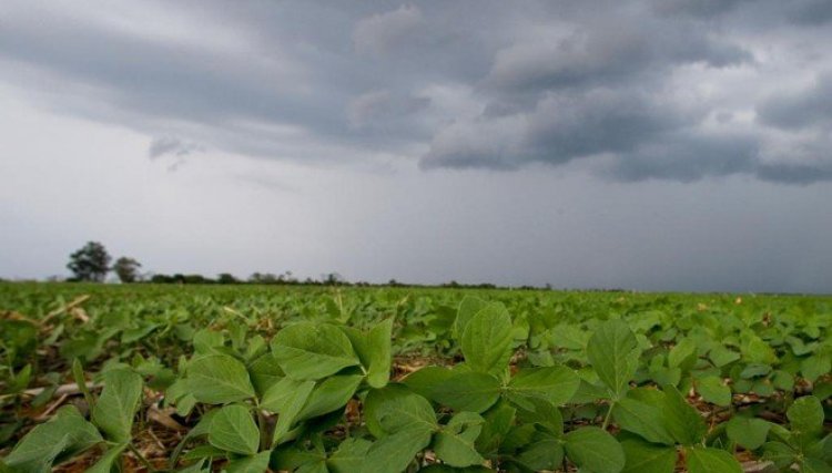 Chuva registrada no fim de semana contribui com o potencial produtivo da soja