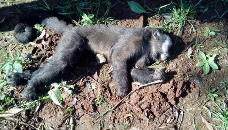 Confirmada mais mortes de macacos por febre amarela no PR