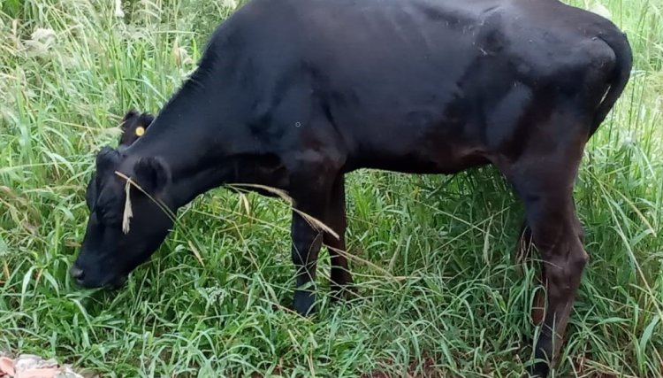 Novilha é solta em bairro de Cafelândia
