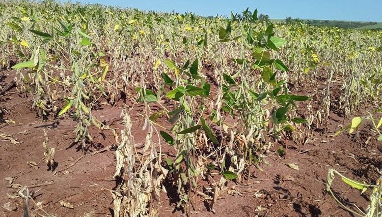 Chuva atrapalha o início da colheita de soja em MT e a seca no PR