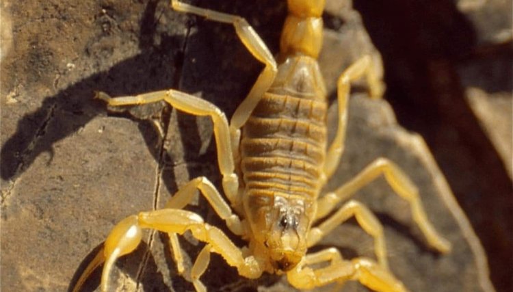 Audiência Pública na segunda discute cuidados com Escorpião Amarelo em Anahy 