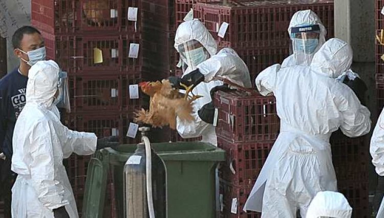 Morte de milhares de frangos preocupa República Dominicana