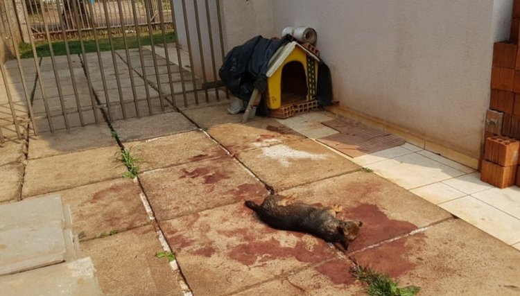 Cachorrinha que já havia sido envenenada, agora é morta a tiros na regiao
<br/>