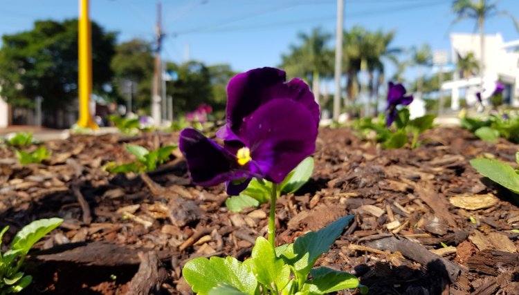 Programa Cidade Florida inicia o plantio das flores de inverno em Cafelândia