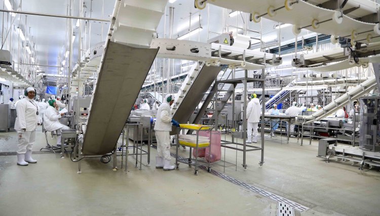 Semestre na avicultura foi marcado por alta de 15% nos custos para a agroindústria