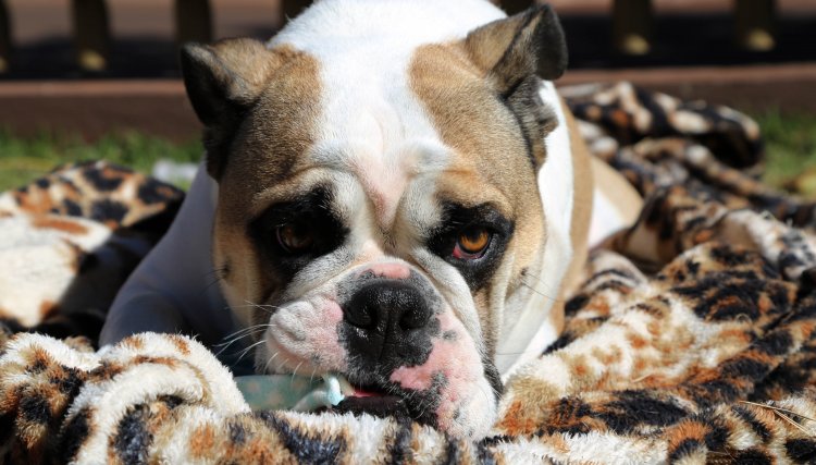 Professor de Medicina Veterin&aacute;ria da Univel conta quais s&atilde;o as principais doen&ccedil;as de inverno em pets