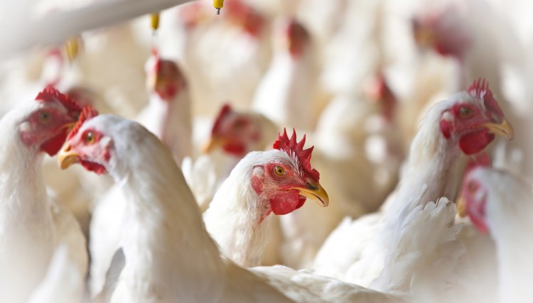 Custo de produção do quilo do frango no PR passa de R$ 3,07 para R$ 3,19