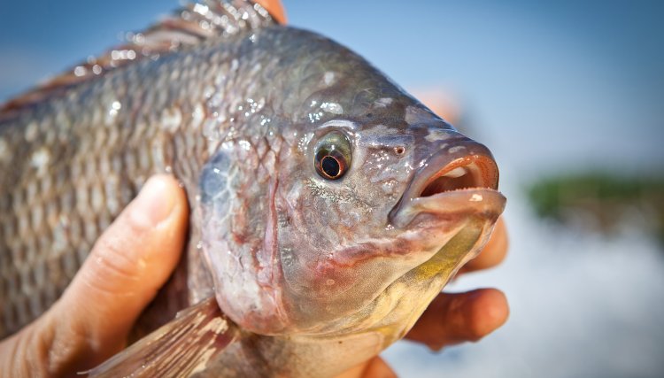 Paraná prevê crescimento de 20% e vai ampliar liderança na produção de pescados