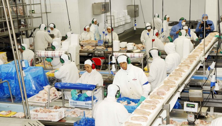 Agri Stats lança relatório focado em custos operacionais na avicultura