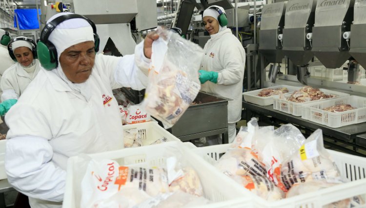 Copacol e Unitá começam o ano com o abate de 550 mil aves por dia 
