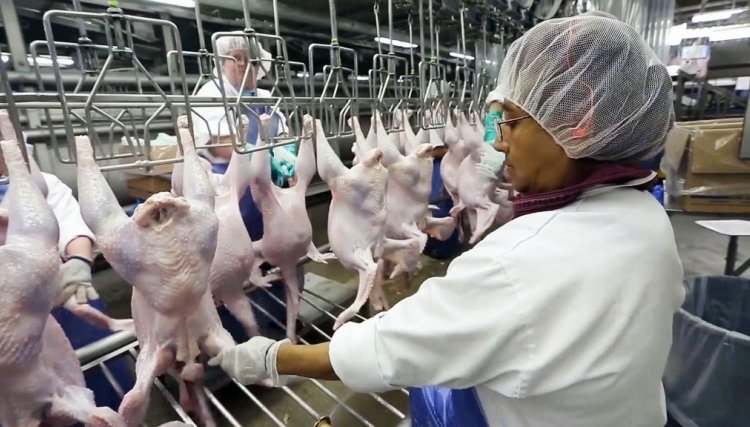 Abatedouros de aves e suínos não planejam cortar a produção devido ao coronavírus