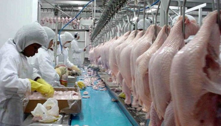 Copacol e Sintrascoop informam que haverá o abate de aves normal no segundo turno hoje dia 7