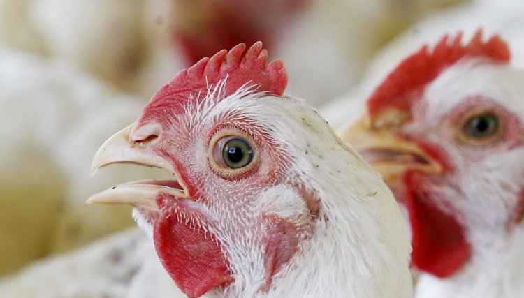 Governo suspende feiras de aves para evitar gripe aviária no Brasil