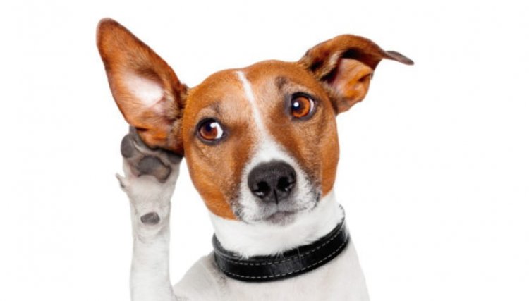 Os cães conseguem reconhecer seu dono?
