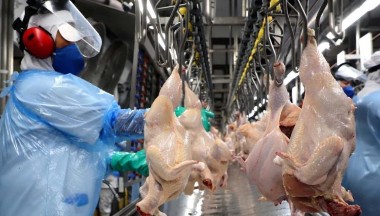 Exportações de frango atingem recorde em maio com faturamento de R$ 4,48 bilhões
