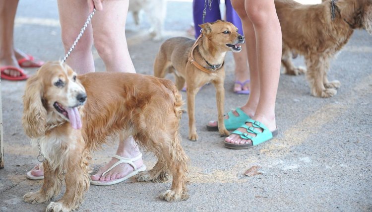Tutor de animal de estimação deve ficar atento a produtos de limpeza