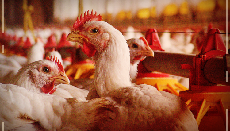 Exportação de frango do Brasil a Emirados tem aumento de 32%
