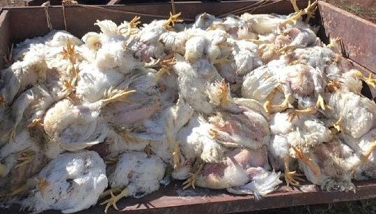 Frangos morrem no campo devido a parada de frigorífico no RS