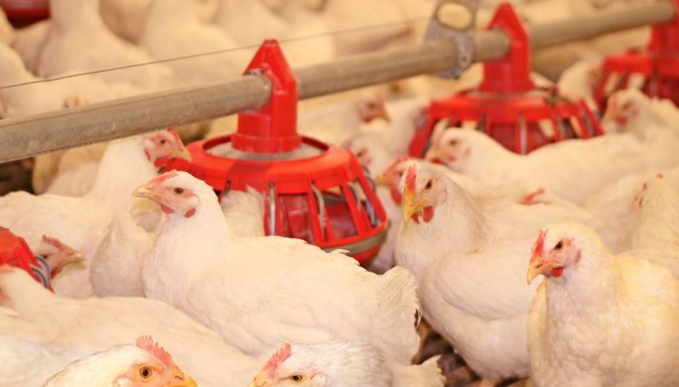 Avicultura do PR eleva capacidade produtiva após investimentos das cooperativas