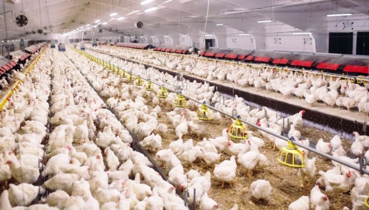 Com crescimento de 3,5%, avicultura bate recorde de produção em 2021