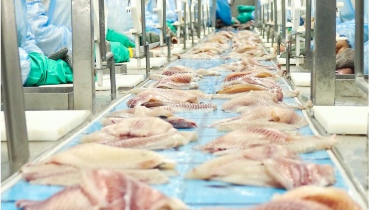 Copacol inicia exportação de tilápia resfriada aos Estados Unidos