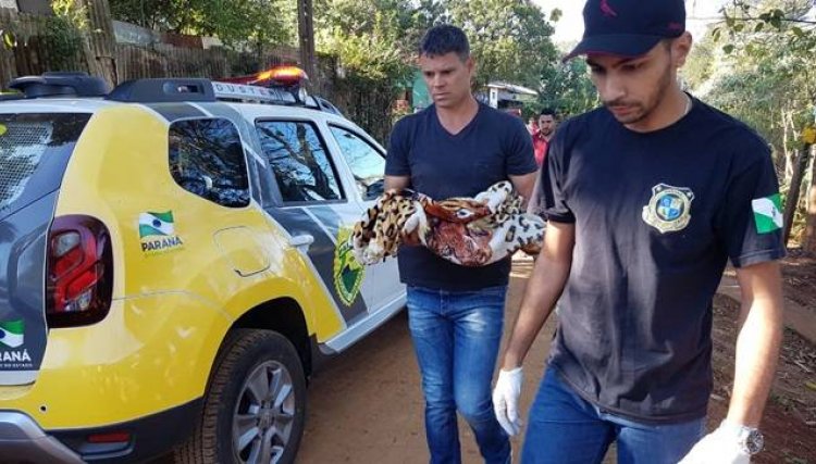 Padrasto mata criança em Campo Mourão após briga com a mãe 